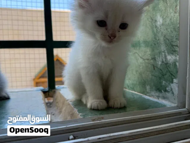 Persian cats