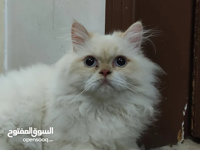 قط للتبني لا يوجد اي مشاكل نظيف وابيض ومتعلم لتر بوكس تم تنظيفه بشكل كامل الاظافر والشعر