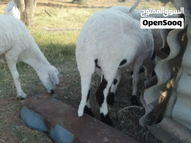 متوفر ات 4 افطايم