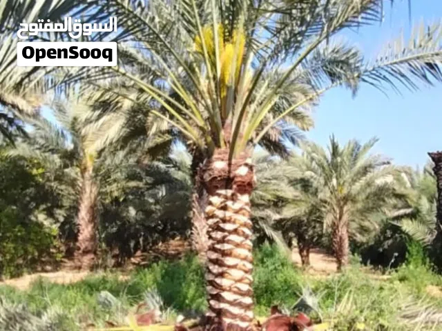 نخيل مثمر للبيع