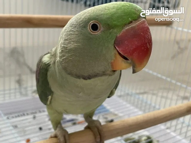 بغبغاء نيبالي ذكر للبيع