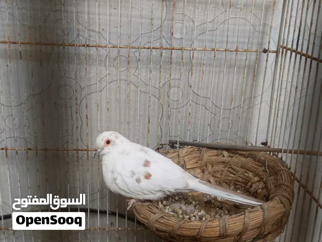 حمام  ملكي