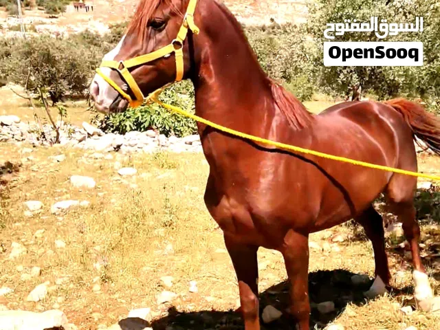 موجود خيل فحول نخب عاقلات وساغ سلم