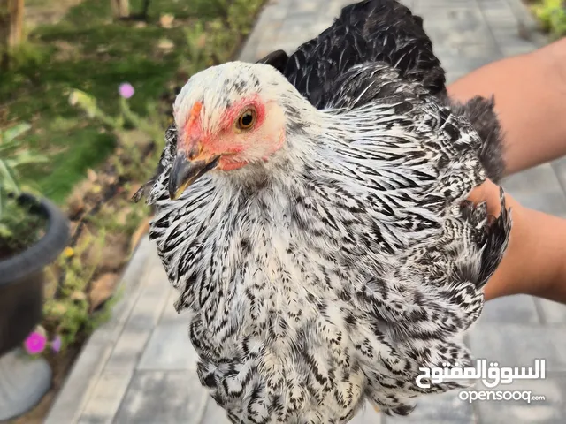 Home grown healthy Chicks 11 pcs