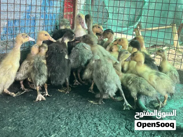 بط مصري مكس