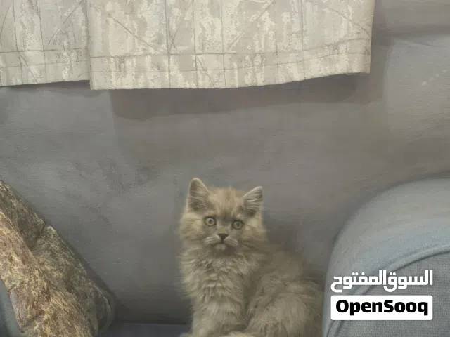 قط شيرازي بيور