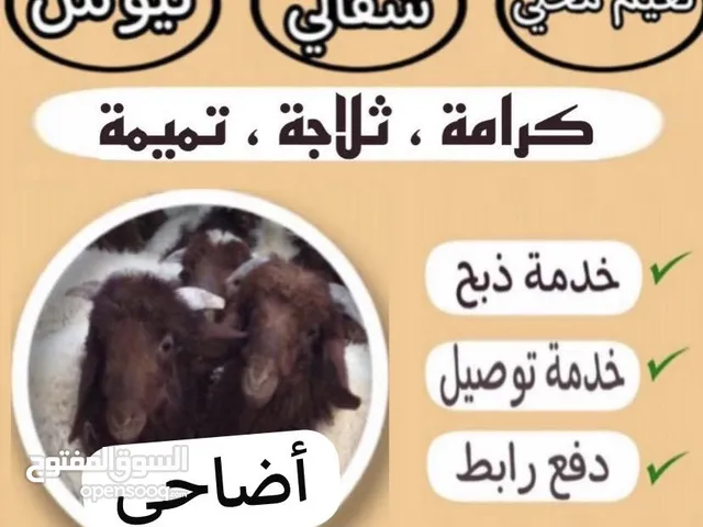 أضاحي للبيع