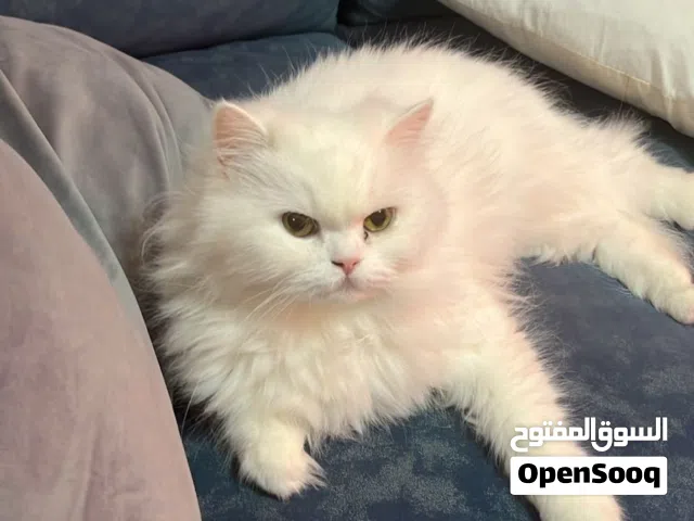 قطه منتجة للتبني