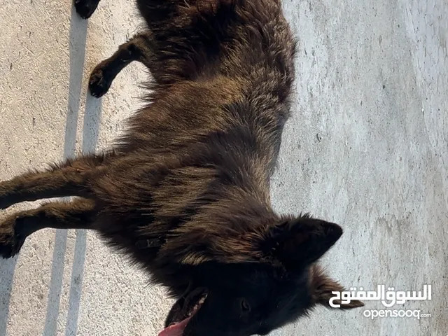 للبيع بلاك جيرمن لونق هير