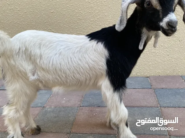 عنزين محلي انثى التواصل في البرنامج