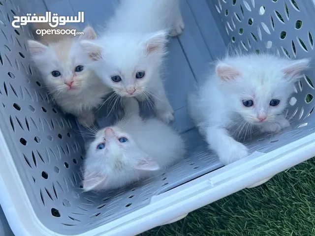 خصم لفترة محدودة! قطط شيرازي أليفة جداً + هدايا وتوصيل مجاني مع خصم في الأسعار