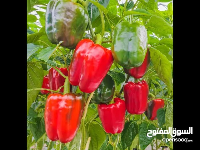 مشروع استثماري برزق حلال مبارك بارباح مجزية مستمر غير موسمي بكلفة معقوله