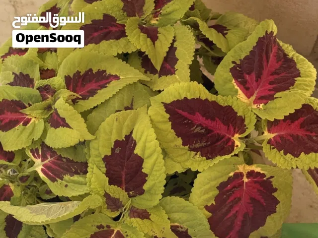 نباتات زينة بحالة ممتازة