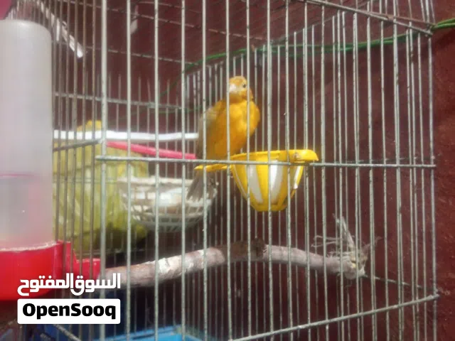 مطلوب فراخ كنار عمر ثلاث شهور عحساب ثلاث ليرات قد ما في باخذ التواصل الرسائل وتس