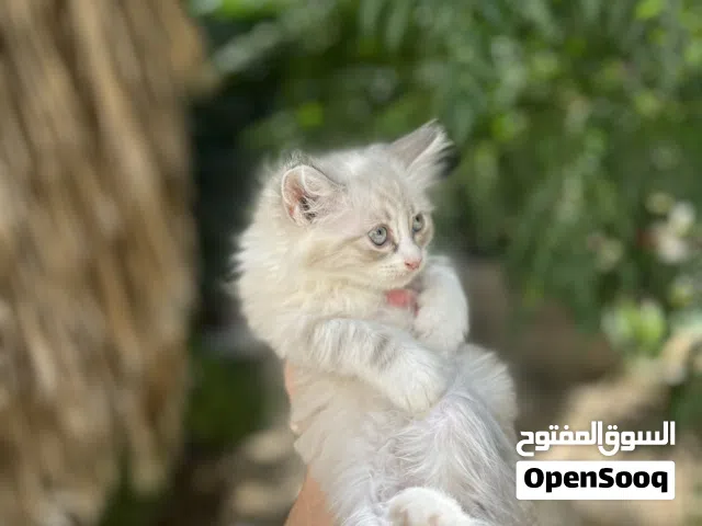 قطط شيرازي بيور العُمر شهرين مواصفات عالية للبيع