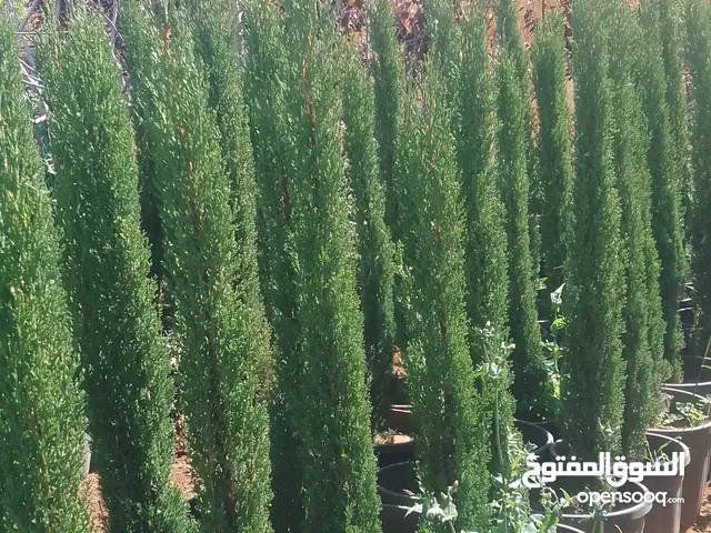 مشتل الجامعة