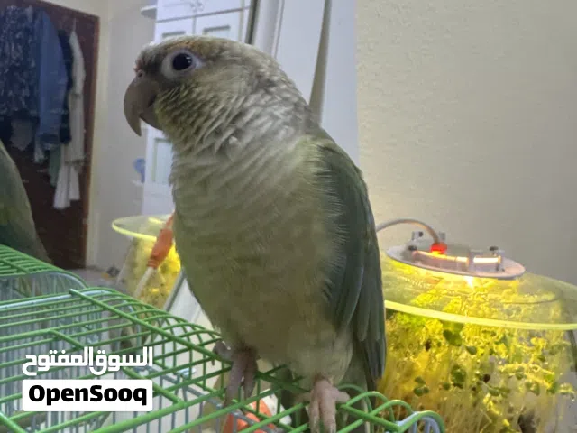 Green checked Conure parrot hand tamed 6month old healthy bird