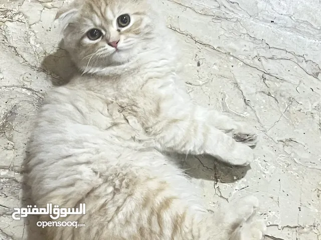قطه سكوتش انثى اذان مطويه