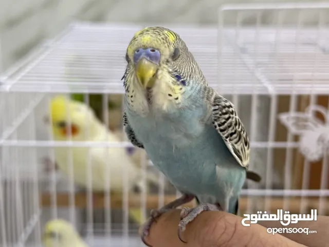 بغبغاء روز و كوكتيل معا بيت و العاب وا اكل الببغاء لعوب ويتعود صاحبه