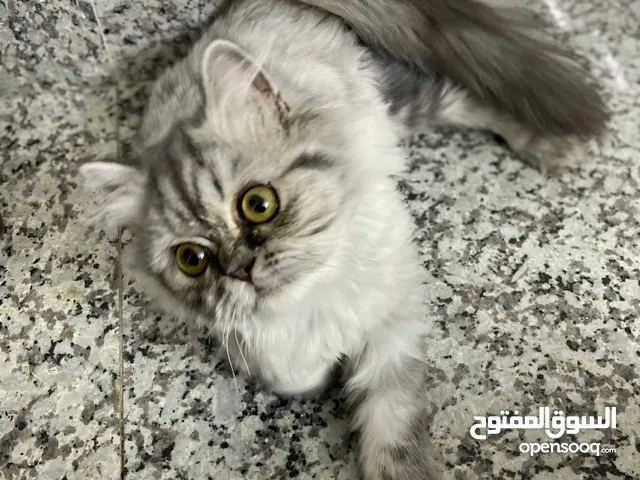 (كوكو) قط بيرشن ذكر