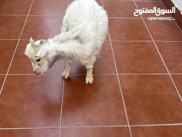 للبيع عنز تشيكي