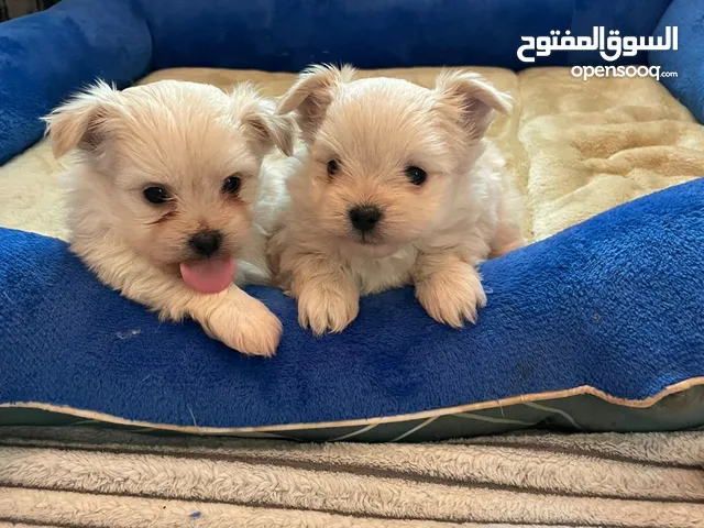 pure mini Maltese male 2 months old vaccination and passport available