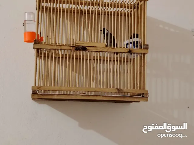 سلام عليكم متاح بلبل وحشي