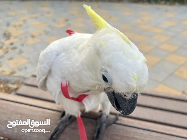 Sulphur Crested Cockatoo