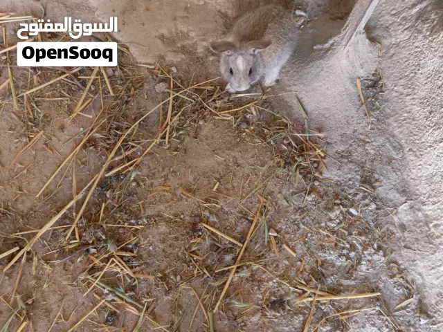 ارانب للبيع في سحاب الموقر