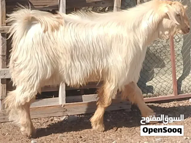 للبيع تيس هديد من حلال الجبل الأخضر     العمر بين 9 إلى 10 شهور مطلوب 170 ريال