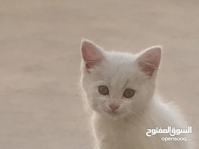 قط للبيع عمره شهرين