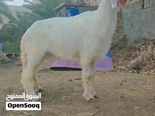 ورجين نجديه درجه اوله البيع