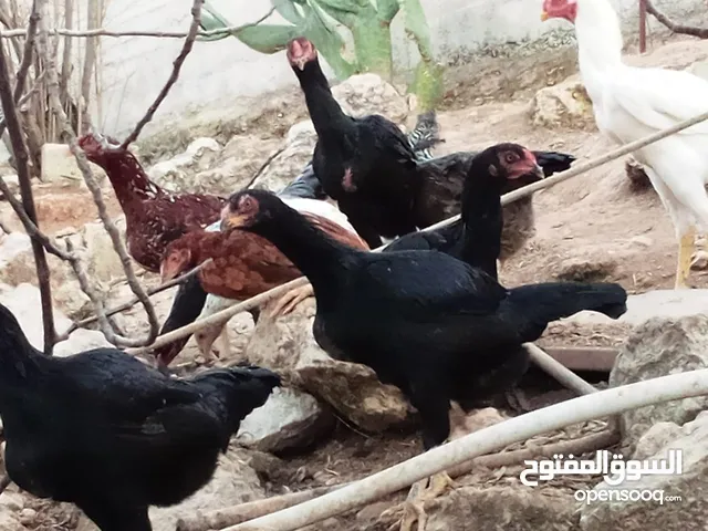 ماركا الجنوبيه صيصان باكستاني من نفس الاهالي المعروضة موجود بيض باكستاني وبراهمي