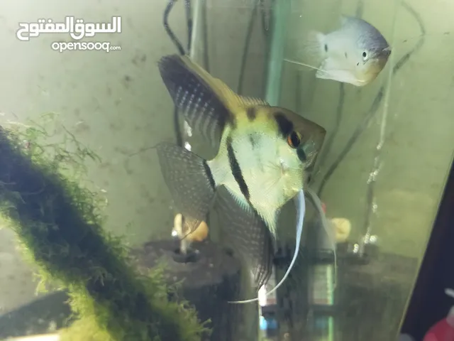 ثلاث سمكات