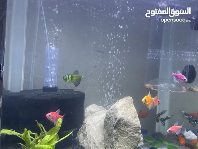 اقرة الوصف حبيبي
