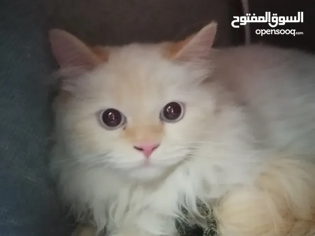 السلام عليكم قطه ذكر نوع هملايا للبيع ملقح ويا دفتر اللقاح العمر 10 أشهر جميله ولطيفه