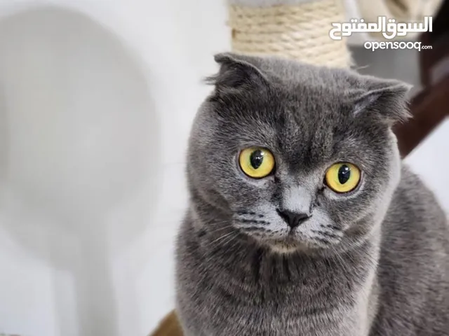 Scottish Fold vaccination already take it