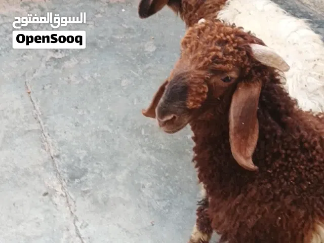 متاح خرفين مضحيات عمر خمسه اشهر ونص