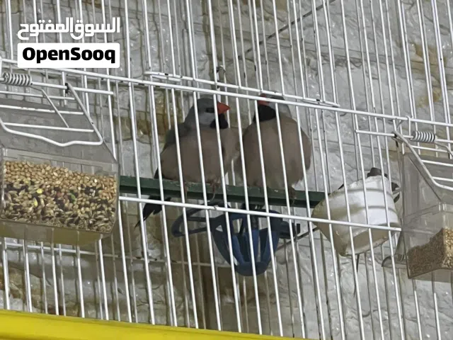 شفت تيل فنش