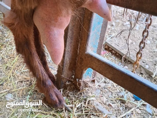 عنز حليب تحتها اعناق جنس حليب سنها كيف طلعت اسدسه