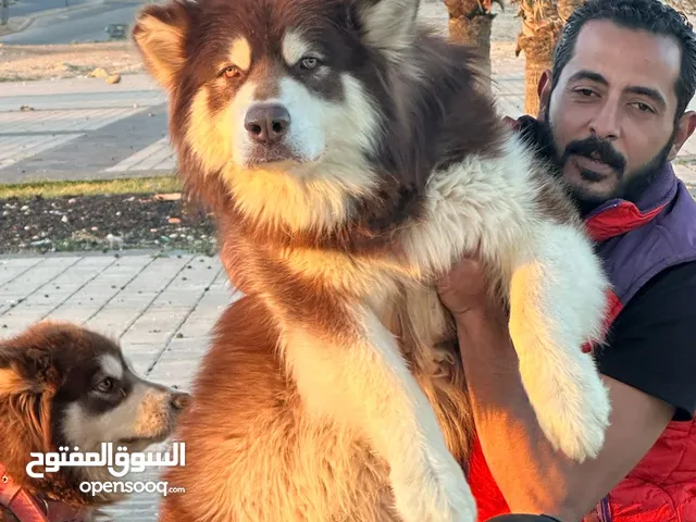 جوز جانيت ضخامة واضحة للبيع