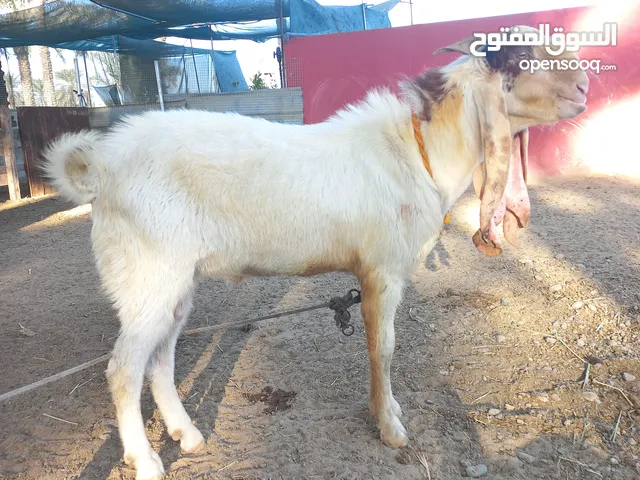 تيس باكستاني للبيع