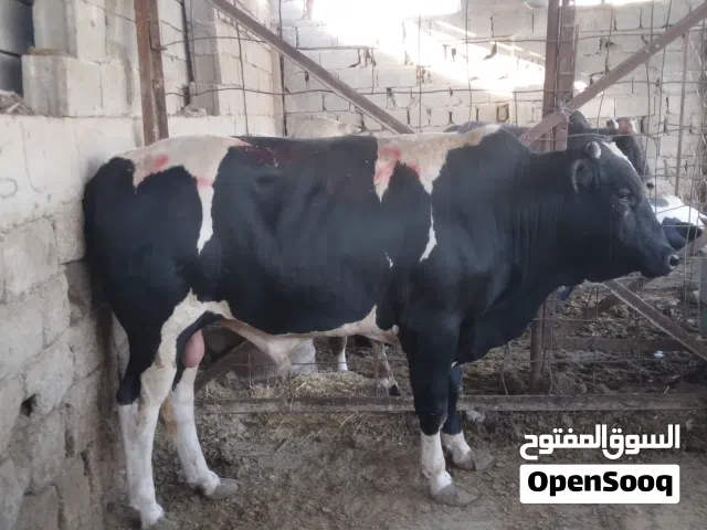 عجول عراقي كله مكفول بل ذمه  عنواني البصره المطيحه حي الزيتون  احنه بخدمت اباعبد الله الحسين
