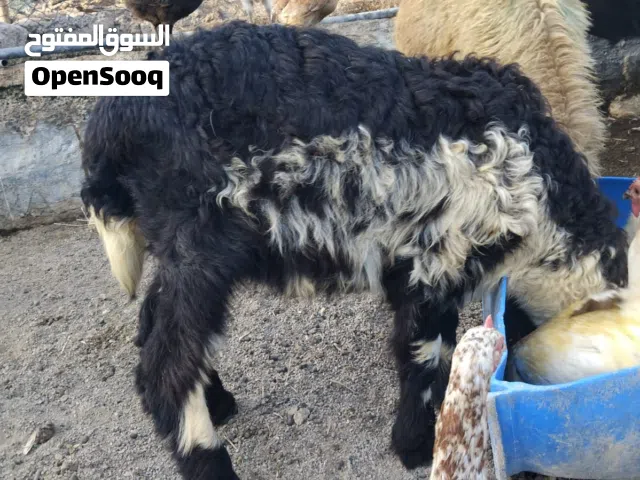 كبش اموره طيبه