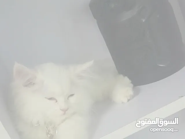 شيرازي ابيض شهرين للبيع