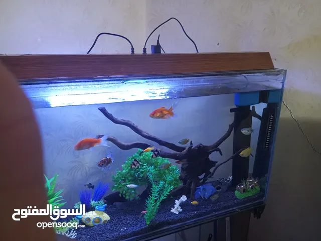 حوض سمك مع طاوله وأسماك للبيع بسعر مغري اقرا الوصف