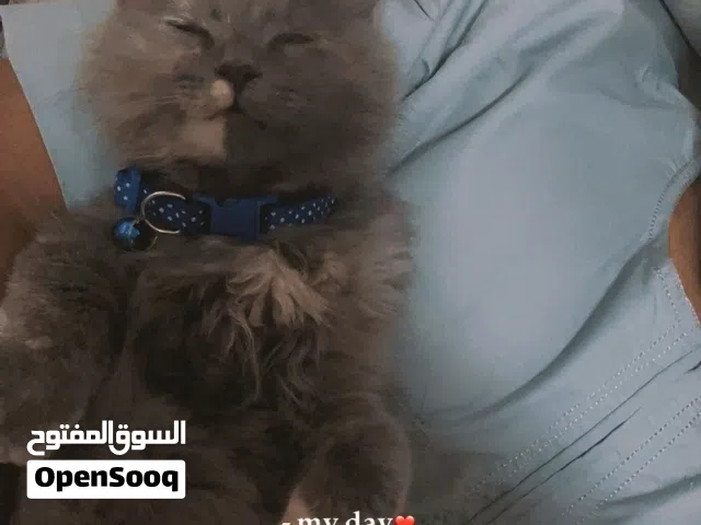 Persian cat for adoption