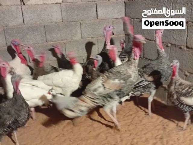 ديك رومي ربي بارك