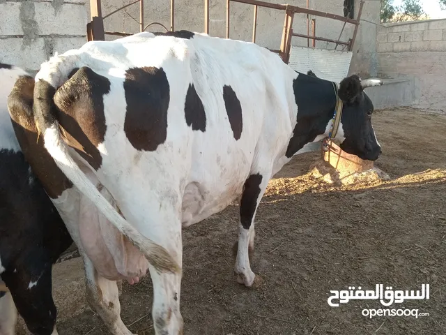 بقرة حليب للبيع