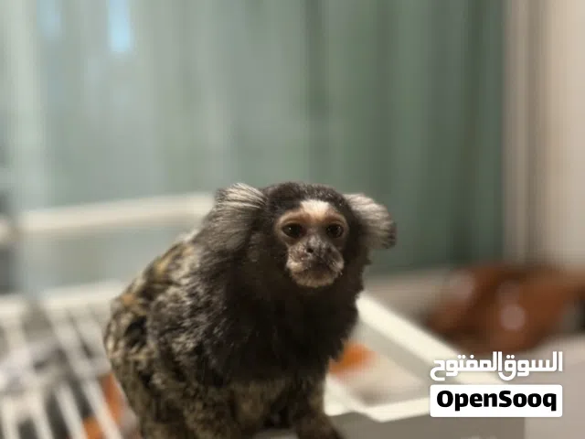 Marmoset مارموسيت monkey قرد